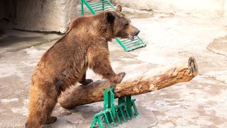 Horror en el zoológico: una mujer lanzó a su hija de tres años a la jaula de los osos