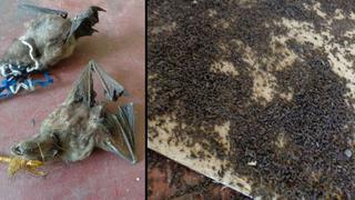 Murciélagos invaden colegio en Pasco perjudicando a alumnos
