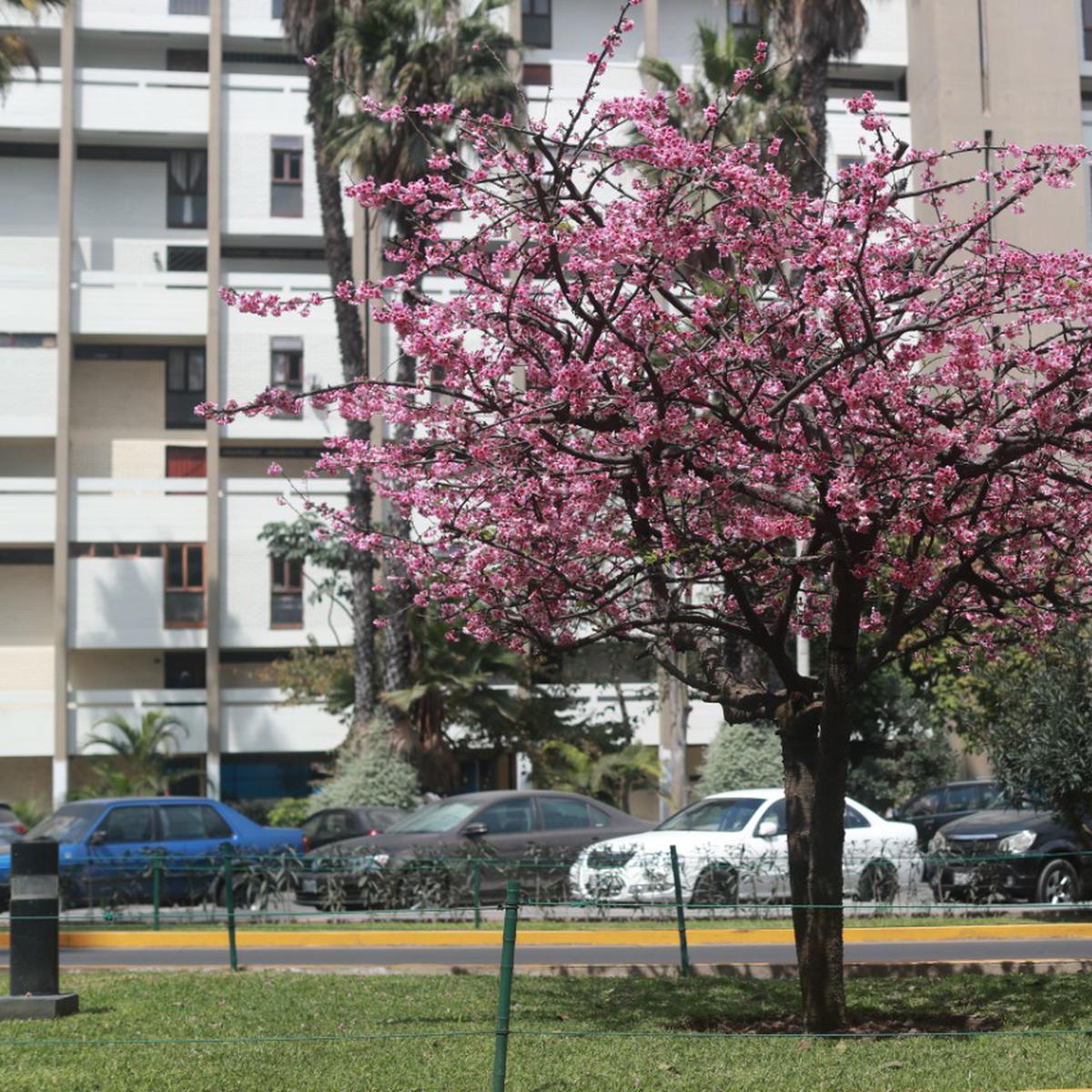 Jesús María: flor de Sakura o cerezo de origen de japonés adorna y llena de  color las calles | FOTOS | nndc | LIMA | EL COMERCIO PERÚ