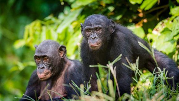 Las madres bonobo usan diferentes estrategias, como acercar a sus hijos a las mejores hembras en etapa de ovulación. (Foto: Getty)