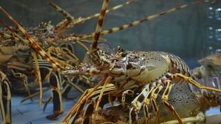 La langosta que se salvó de convertirse en comida gracias a una inusual mutación