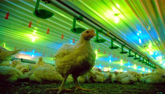 Piden mejor trato a pollos en mataderos de Estados Unidos