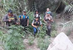 Arequipa: Policía descubre plantaciones de marihuana