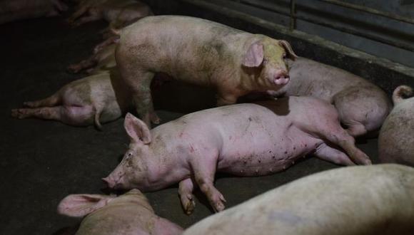Cerdos descansando en un corral en una granja de cerdos en el condado de Yiyang, en la provincia central de Henan en China. (Foto: AFP)
