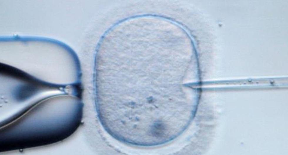 Científicos británicos han logrado desarrollar embriones viables a partir de esperma de ratones sin necesidad de un óvulo, según un estudio. (Foto: EFE)