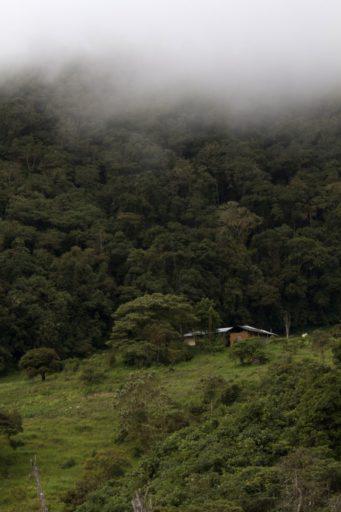 La casa de la familia Rimarachín, en las alturas de Bagua Brande, donde crearon su ACP Bosque Berlín, para promover la conservación de los bosques donde vive el mono choro de cola amarilla. Foto de Conservamos por Naturaleza