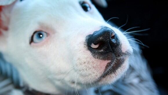 Perro pitbull abandonado. Gracias a Facebook consiguió un nuevo hogar. (Foto: Pixabay) | Referencial