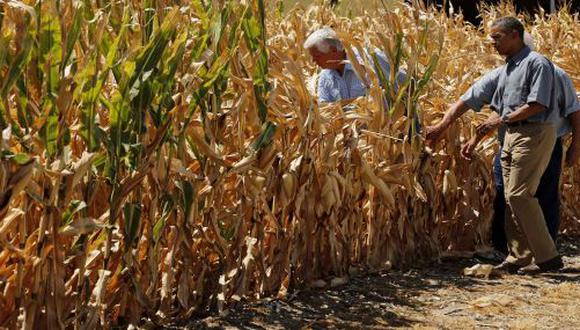 Trabajadores migrantes recolectan cultivos de maíz (Foto: Reuters)