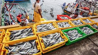 ¿Cómo afecta el ciclón Yaku y un eventual fenómeno de El Niño Costero al sector pesquero?