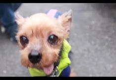 “Wan Wan” la patrulla canina que vigila a los niños en Japón