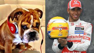 Lewis Hamilton estará acompañado por su perro en las carreras de Fórmula 1