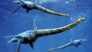 Identifican en Rusia un reptil marino de 70 millones de años
