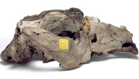 Al cráneo de Toxodon platensis que Darwin compró en Uruguay le faltaban casi todos los dientes porque unos niños habían estado jugando con él. (Foto:Museo de Historia Natural de Londres)
