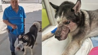 La historia de Rex, el perro que nadie quería operar y que salvó de morir gracias a un video
