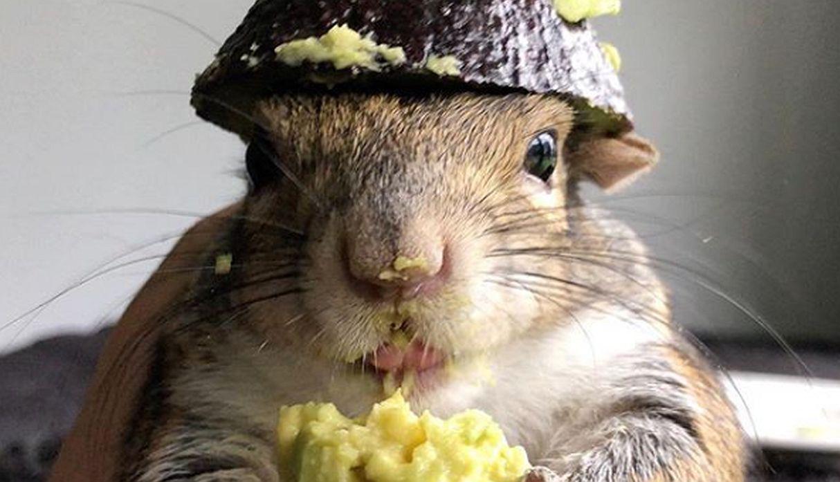 ‘Seymour’ se ha ganado el cariño de sus seguidores por sus peculiares video comiendo palta en diversos lugares de la casa. (Foto: Instagram @seymour_the_squirrel)