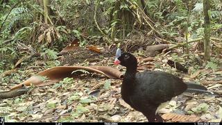 Bolivia: estudio sugiere que el Tipnis alberga la mayor población del pilisto, un ave endémica en peligro de extinción