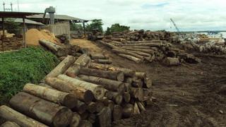 Madera valorizada en S/. 1,6 mllns. fue decomisada en Iquitos