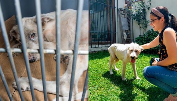 Zeus es uno de los perros rescatados por el albergue Voz Animal que este año logró encontrar a una familia adoptiva. (Foto izquierda: Andrea Carrión)
