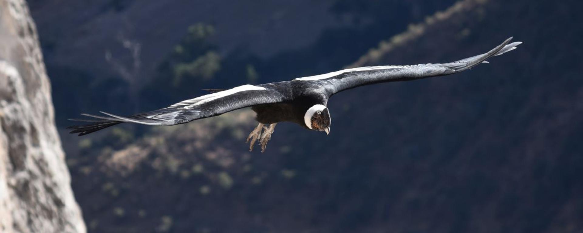 El Perú se está quedando sin cóndores andinos: hay al menos 301 ejemplares de esta especie en peligro de extinción