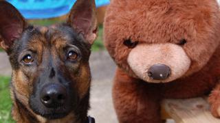 WUF: ¡Increíble! Perro ‘demuestra’ que su ‘mejor amigo’ es un oso de peluche