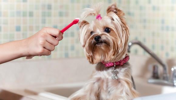 Mantén saludable a tu perro lavándole la boca de forma seguida