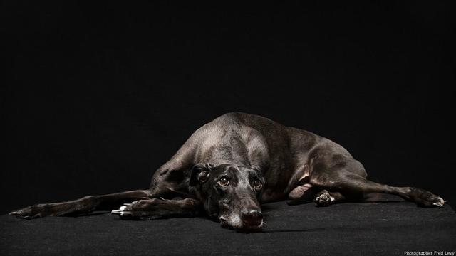 La belleza de los perros negros en reveladoras imágenes - 8