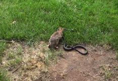 Conejo en épica lucha contra serpiente para salvar a su cría | VIDEO