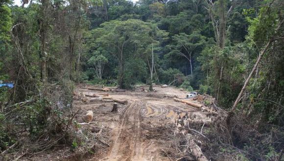 Ucayali: ordenan a maderera paralizar la depredación de bosques