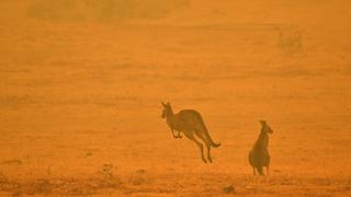 Australia: calculan en 3.000 millones cifra de animales afectados por incendios forestales