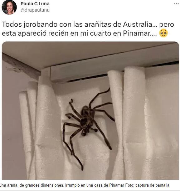 A large spider broke into a house in Pinamar Photo: screenshot