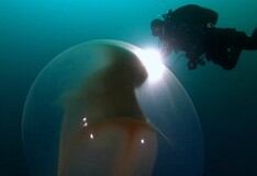 Encuentran en las profundidades del mar de Noruega una bolsa gigante que protege los huevos de un calamar
