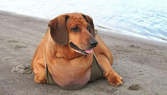 Con 35 kilos encima, este pobre Dachshund más que perro parecía foca. Pero su apariencia era lo de monos comparado a su estado de salud. (Foto: Facebook: Obie Dog Journey)