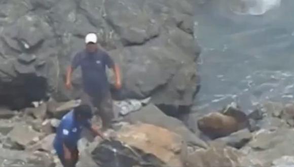 Atacaron a lobo marino con rocas pero no tendrán sanción penal
