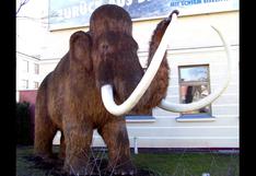 Abrupto cambio climático causó desaparición de los mamuts