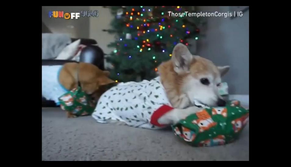 Los dueños de estas dos mascotas grabaron el momento en que estas recibieron sus regalos de Navidad. (Instagram)