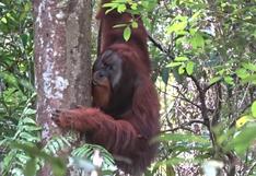 Indonesia: orangután sorprende a científicos al prepararse ungüento para curarse herida