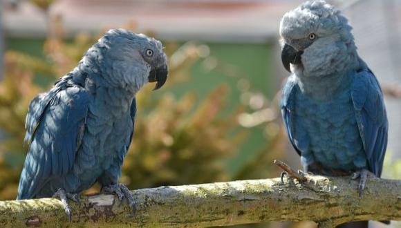 Avistan en Brasil ave considerada extinta