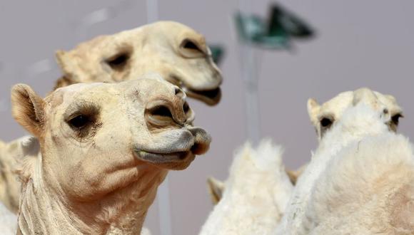Camellos con botox son descalificados de concurso de belleza. (Foto: AFP)