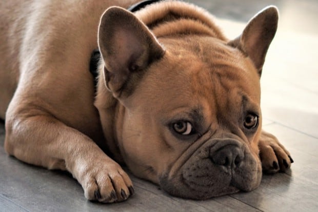 Un bulldog francés se convirtió en una sensación viral en redes sociales por su peculiar reacción al enterarse que estaba a dieta. (Foto: Pixabay/Referencial)