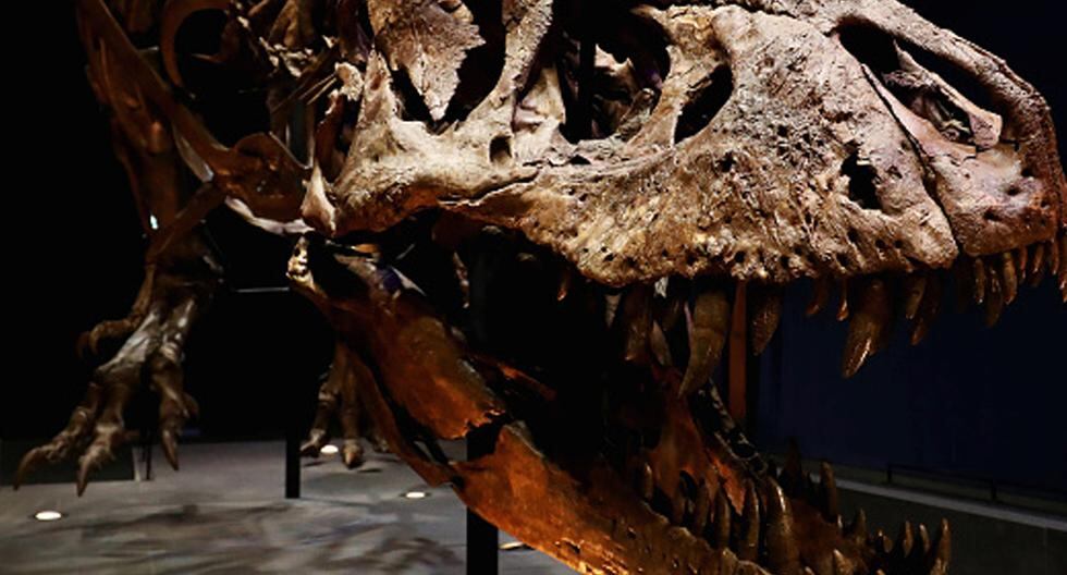Los primeros ejemplares del grupo biológico que dio origen a los dinosaurios y los pájaros eran animales carnívoros que caminaban a cuatro patas. (Foto: Getty Images)