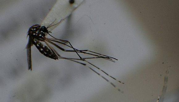 El Minsa reporta seis casos de dengue en Áncash