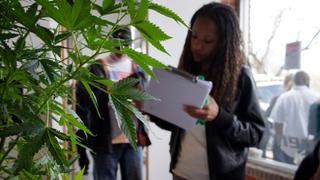 ONU: Uruguay "no generó tendencia" tras legalizar la marihuana