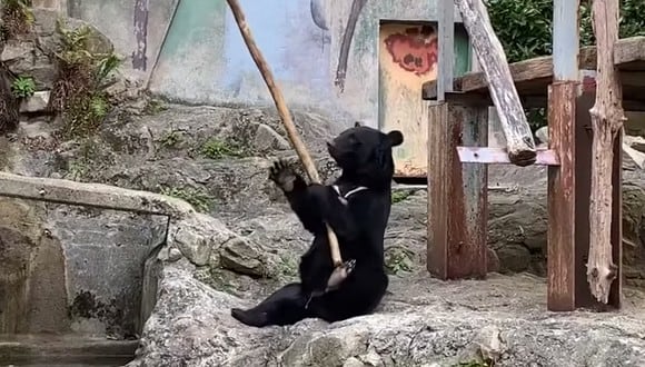 Oso demuestra su gran habilidad para practicas artes marciales siendo un digno rival para el popular 'Kung Fu Panda'. (Foto: Captura YouTube)