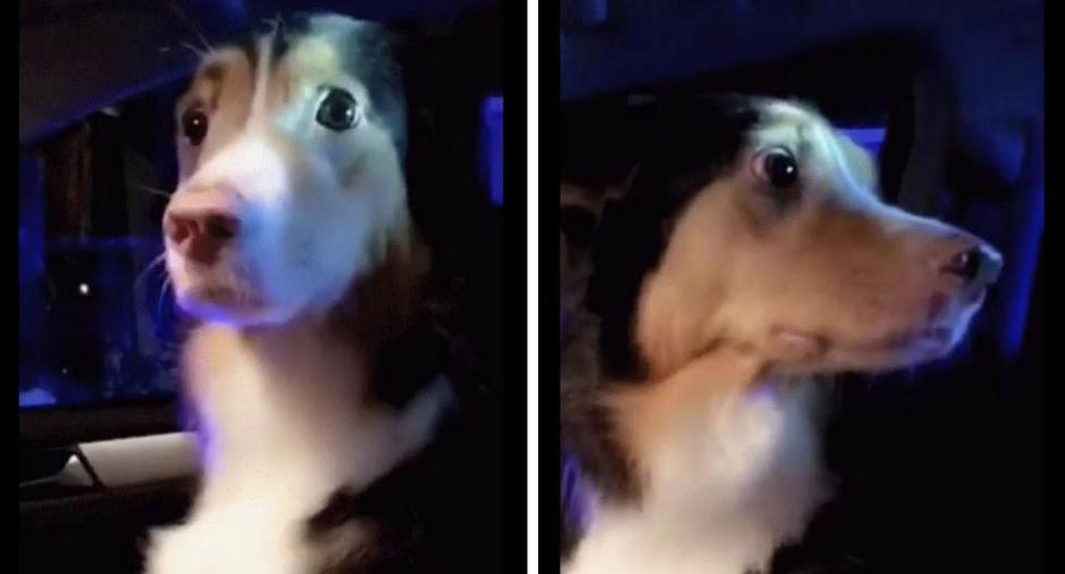 Un perro ha hecho sonreír a los usuarios de Facebook, quienes lo vieron en un video que se volvió viral con el pasar de las horas. ¿Acaso este será uno de los mejores de este año? (Captura)