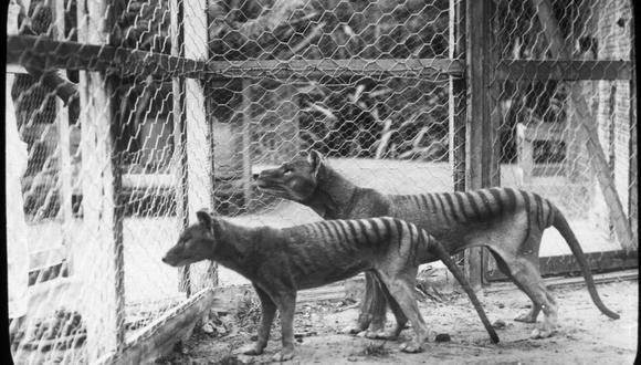 Esta foto del folleto muestra tigres de Tasmania o tilacinos fotografiados en el zoológico de Beaumaris en Hobart, en el estado australiano de Tasmania, en 1918. (Foto: TASMANIAN MUSEUM AND ART GALLERY / AFP)