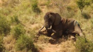 YouTube: actriz de 'Sex and the City' salva a elefante (VIDEO)