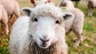 Misterio en China: Cientos de ovejas llevan 14 días caminando en círculo sin parar y nadie sabe la razón