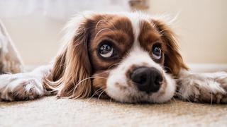 ¿Las uñas de tus mascotas están largas? Aprende cómo cortarlas 