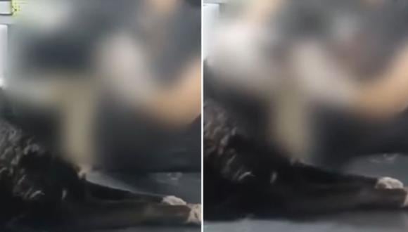 Caso de maltrato animal generó indignación en Moquegua | Captura de video / RPP Noticias