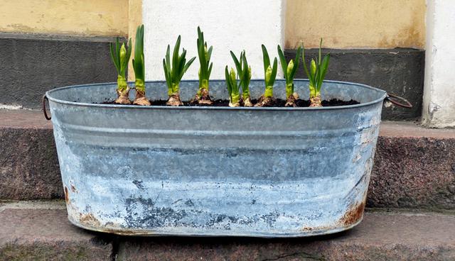 Una de las características del bambú es la corpulencia de su raíz, la cual crece con el pasar de los días. Esta se puede recortar utilizando tijeras. (Foto: Shutterstock)